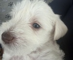 Small Schnauzer (Miniature)