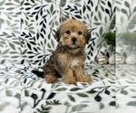 Small #4 Shorkie Tzu
