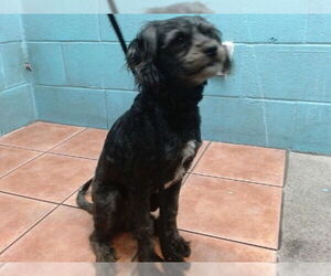 Maltese-Poodle (Toy) Mix Dogs for adoption in Downey, CA, USA