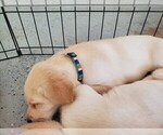 Small Photo #20 Labrador Retriever Puppy For Sale in WATERFORD, WI, USA