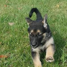 German Shepherd Dog Puppy for sale in DARLINGTON, MD, USA