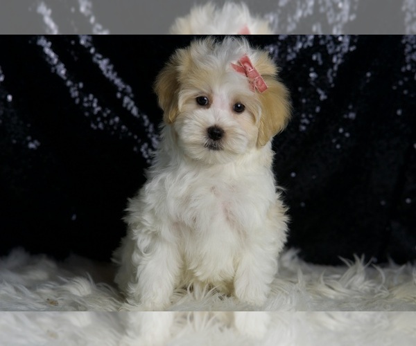 Medium Photo #2 Maltipoo Puppy For Sale in WARSAW, IN, USA