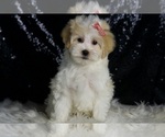 Small #1 Maltipoo
