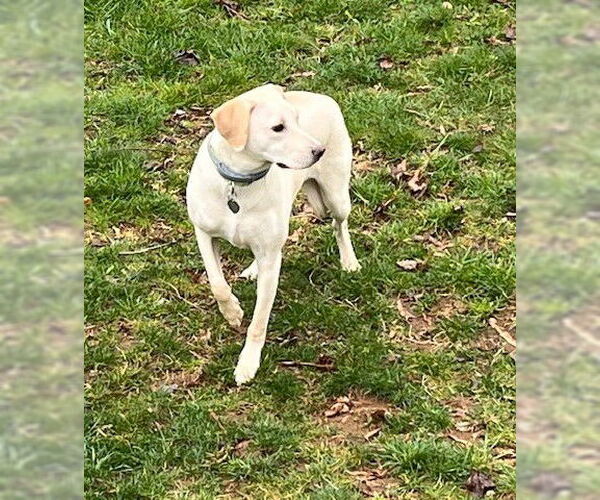 Medium Photo #16 Labrador Retriever-Unknown Mix Puppy For Sale in Oakhurst, NJ, USA
