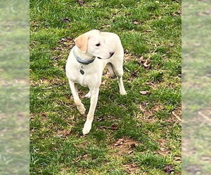 Toby - Totally Pawsome! - Male Labrador Retriever-Unknown Mix Dog for Adoption - Photo #16