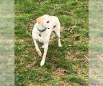 Small #15 Labrador Retriever Mix
