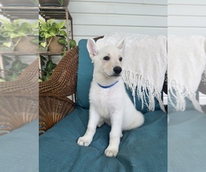 German Shepherd Dog Puppy for Sale in BRUNSWICK, Georgia USA