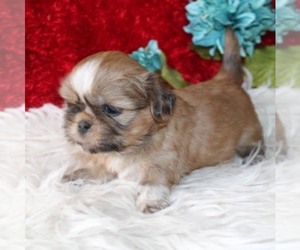 Shih Tzu Puppy for sale in THAYER, KS, USA
