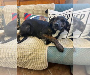 Mutt Dogs for adoption in Osgood, IN, USA