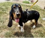 Small #2 Basset Hound