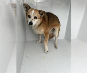 Chihuahua-Unknown Mix Dogs for adoption in Houston, TX, USA