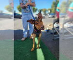 Small #2 Doberman Pinscher Mix