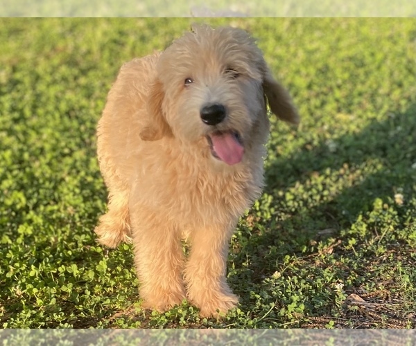 Medium Photo #17 Labradoodle Puppy For Sale in CANON, GA, USA