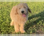Small Photo #17 Labradoodle Puppy For Sale in CANON, GA, USA