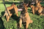 Small Photo #8 Belgian Malinois Puppy For Sale in WEST PLAINS, MO, USA