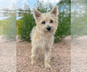 Mutt Dogs for adoption in PIPE CREEK, TX, USA
