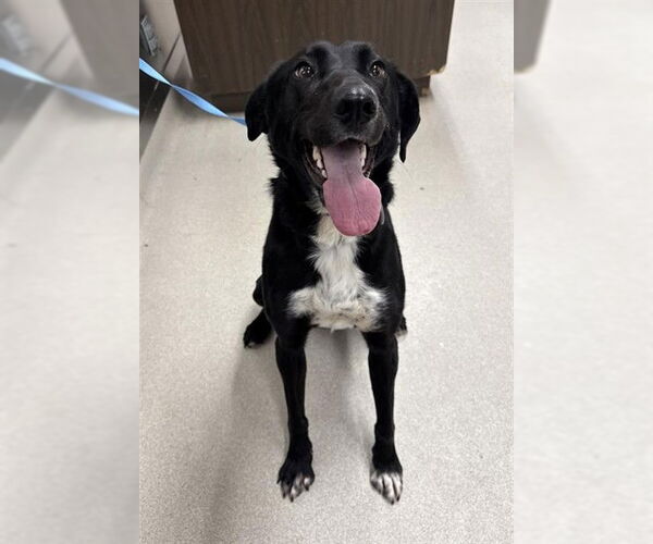 Medium Photo #2 Pointer-Siberian Husky Mix Puppy For Sale in Fairbanks, AK, USA