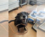 Small #3 Labrador Retriever Mix