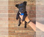 Puppy Billy Scottish Terrier