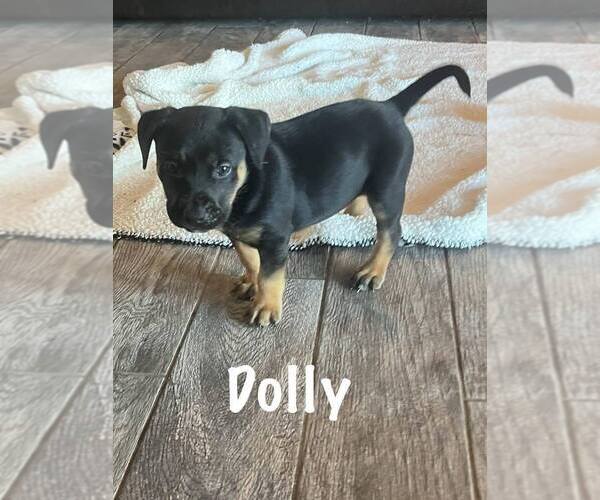 Medium Photo #1 German Shepherd Dog-Unknown Mix Puppy For Sale in Springdale, PA, USA