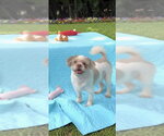 Small Shih Tzu