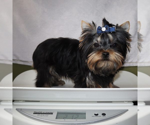Medium Photo #5 Yorkshire Terrier Puppy For Sale in LOS ANGELES, CA, USA