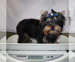 Small #4 Yorkshire Terrier