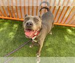 Small American Pit Bull Terrier Mix