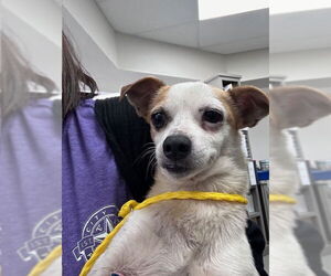 Chihuahua-Unknown Mix Dogs for adoption in Pasadena, TX, USA