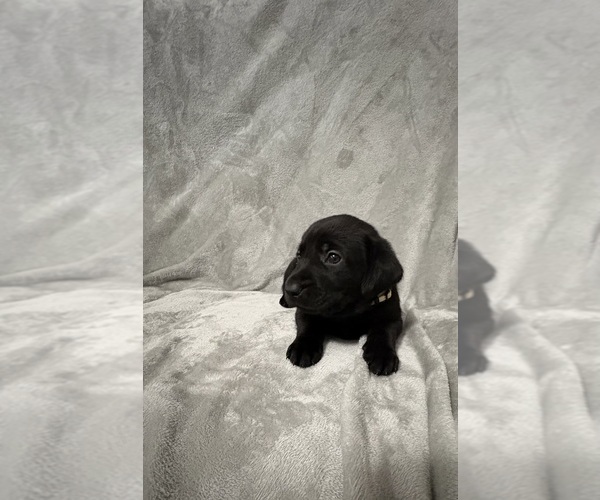 Medium Photo #6 Labrador Retriever Puppy For Sale in SIERRA VISTA, AZ, USA