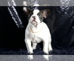 Puppy Moo Moo AKC French Bulldog