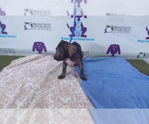 American Pit Bull Terrier Dogs for adoption in Orlando, FL, USA