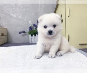 Japanese Spitz Puppy for sale in NEW YORK, NY, USA