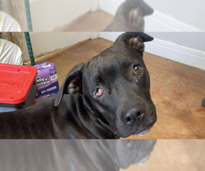 Romeo - Male Boxer-Unknown Mix Dog for Adoption - Photo #4