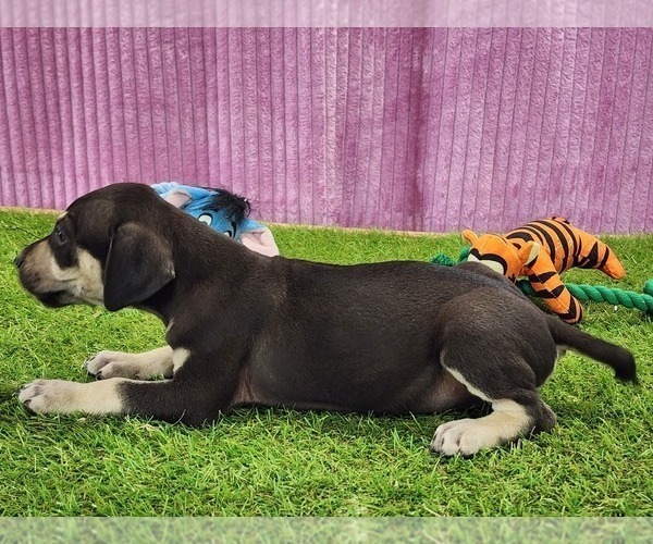 Medium Photo #9 Catahoula Leopard Dog Puppy For Sale in CUMBY, TX, USA