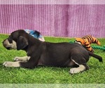 Small #8 Catahoula Leopard Dog