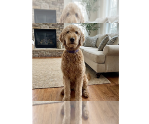 Golden Retriever Dogs for adoption in Grovertown, IN, USA