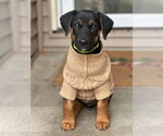 Small #1 Doberman Pinscher Mix