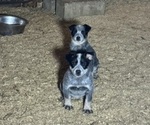 Small #2 Australian Cattle Dog