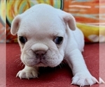 Small #2 French Bulldog