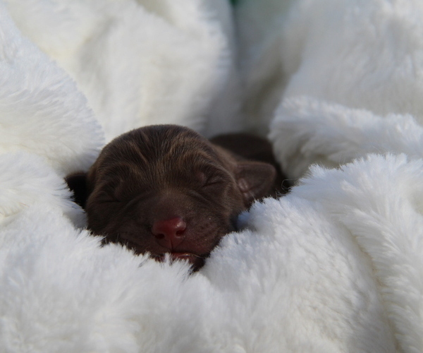 Medium Photo #5 Labrador Retriever Puppy For Sale in HYDE PARK, VT, USA