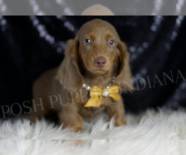 Medium Photo #4 Dachshund Puppy For Sale in WARSAW, IN, USA