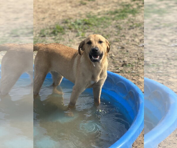 Medium Photo #5 Golden Labrador Puppy For Sale in Corning, AR, USA