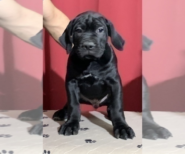 Medium Photo #27 Cane Corso Puppy For Sale in COTTAGE GROVE, OR, USA