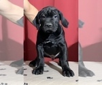 Small Photo #27 Cane Corso Puppy For Sale in COTTAGE GROVE, OR, USA