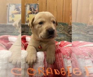 Labrador Retriever Puppy for sale in CORDELE, GA, USA