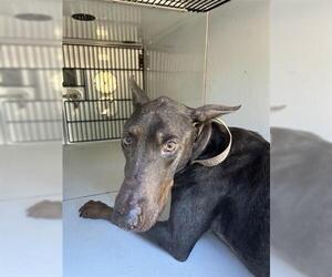 Doberman Pinscher Dogs for adoption in Houston, TX, USA