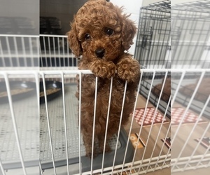 Poodle (Toy) Puppy for sale in LITHIA, FL, USA