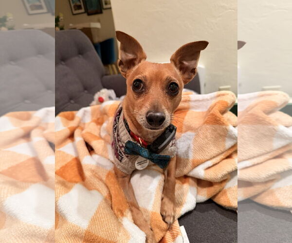 Medium Photo #2 Chihuahua Puppy For Sale in San Jose, CA, USA