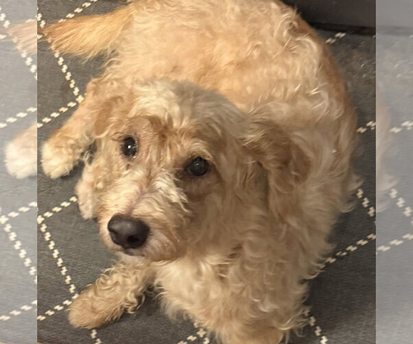 Medium Photo #6 Doxiepoo (Standard) Puppy For Sale in Oakhurst, NJ, USA